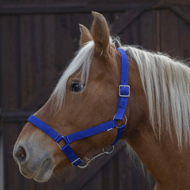 Licol cheval de trait ~ NORTON PRO