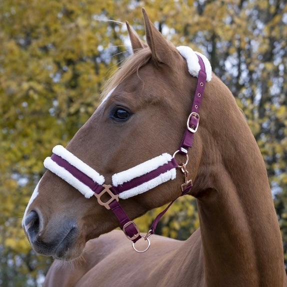 Licol ~ NORTON Confort