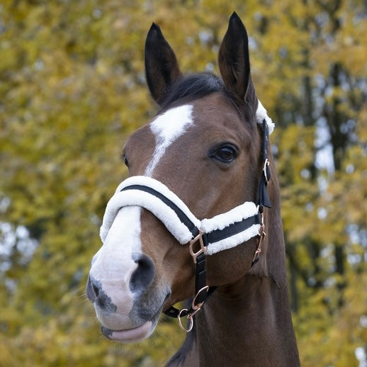 Licol ~ NORTON Confort