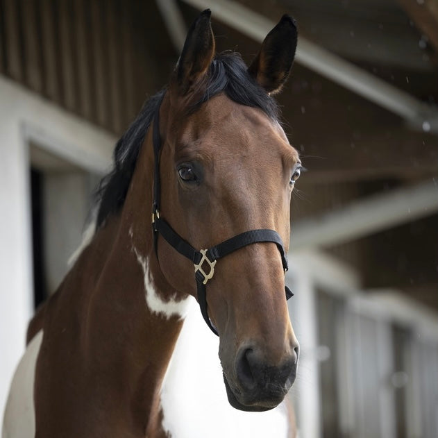 Licol réglable noir ~ Norton