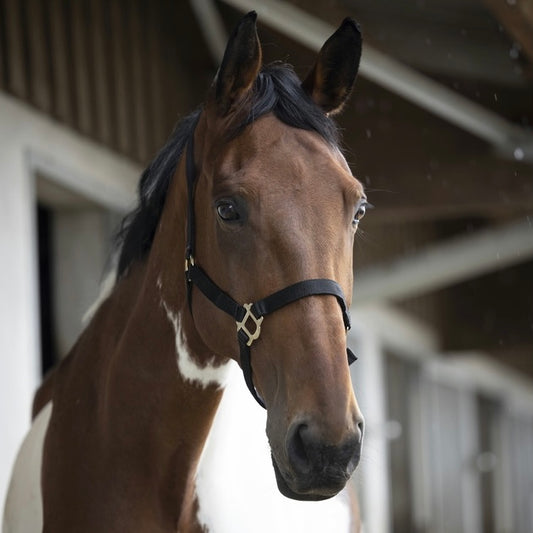 Licol réglable noir ~ Norton