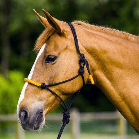 Licol éthologique + Longe | Taille Cob ~ NORTON FUN