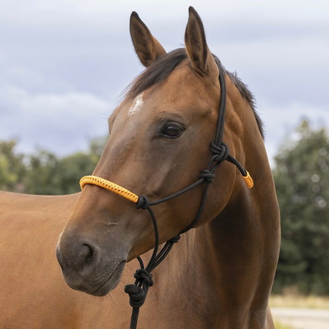 Licol éthologique + Longe | Taille Cob ~ NORTON FUN