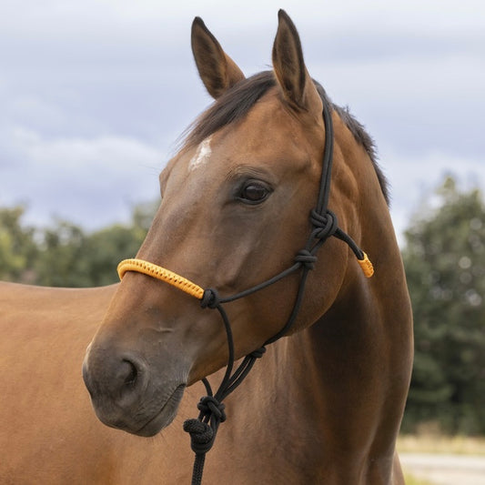 Licol éthologique + Longe | Taille Cob ~ NORTON FUN