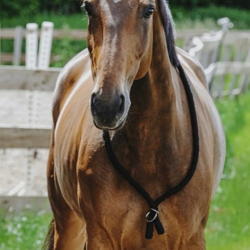 Collier éthologique ~ NORTON