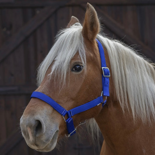 Licol cheval de trait ~ NORTON PRO